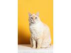 Adopt Iris a White (Mostly) Siamese (medium coat) cat in Reno, NV (41295164)