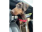 Adopt Nala a Brown/Chocolate - with Black Doberman Pinscher / Mixed dog in