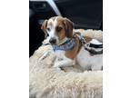 Adopt Jackson a Tricolor (Tan/Brown & Black & White) Beagle / Basset Hound /