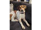 Adopt Delilah a Tricolor (Tan/Brown & Black & White) Treeing Walker Coonhound /