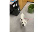 Adopt Taco a White American Pit Bull Terrier / Australian Shepherd / Mixed