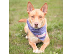 Adopt Dingo a Tan/Yellow/Fawn Shepherd (Unknown Type) / Mixed Breed (Medium) /