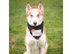 Adopt Moose a Brindle Husky / Mixed Breed (Medium) / Mixed (short coat) dog in