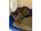 Adopt Venus a American Shorthair / Mixed (short coat) cat in Midwest City