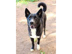 Adopt Hammer K9 12-13-23 a Black Border Collie / Alaskan Klee Kai / Mixed