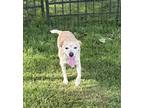Adopt Peanut a Brindle Rat Terrier / Mixed Breed (Medium) / Mixed (short coat)