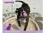 Adopt Justice a Brindle American Pit Bull Terrier / Mixed Breed (Medium) / Mixed