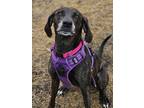 Adopt Darla~s22/23-0236 a Brindle Hound (Unknown Type) / Mixed Breed (Medium) /