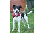 Adopt Elliot - Adoptable a Collie / Terrier (Unknown Type