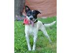 Adopt Edmund - Adoptable a Collie / Terrier (Unknown Type