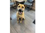 Adopt Moka a Tan/Yellow/Fawn - with Black Bull Terrier / Mixed Breed (Medium)