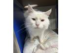 Adopt Mr. Mellow (Melvin) a White Himalayan / Mixed Breed (Medium) / Mixed