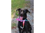 Adopt Dustin a Black Labrador Retriever / Hound (Unknown Type) / Mixed (short