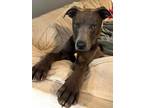 Adopt Memphis a Gray/Blue/Silver/Salt & Pepper Labrador Retriever / Mixed dog in