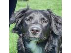 Adopt Rocket a Black - with Tan, Yellow or Fawn Border Collie / Australian