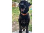 Adopt Simone a Black Australian Kelpie / German Shepherd Dog / Mixed dog in