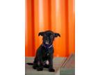 Adopt Tink a Black Jack Russell Terrier dog in Oklahoma City, OK (41407777)