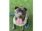 Adopt Schneider a Shar Pei / Mixed dog in Troy, VA (39919984)