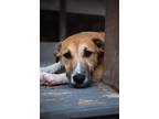 Adopt Alice a Tricolor (Tan/Brown & Black & White) Anatolian Shepherd / American