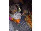 Adopt Haties a Gray/Blue/Silver/Salt & Pepper Rottweiler / Hound (Unknown Type)