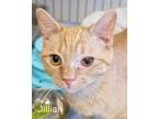 Adopt Jillian a Orange or Red Tabby Domestic Shorthair (short coat) cat in