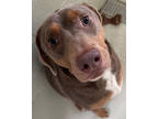 Adopt Hunter a Brown/Chocolate Samoyed / Australian Shepherd / Mixed (short