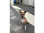 Adopt Chase a Brown/Chocolate Plott Hound / Mixed Breed (Medium) / Mixed (short