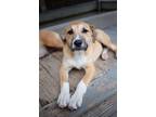 Adopt Alice a Tan/Yellow/Fawn - with Black Anatolian Shepherd / American Pit