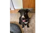 Adopt Nelson a Black - with White Great Dane / Labrador Retriever dog in Denver