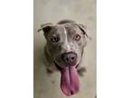 Adopt Tanner a Black - with Gray or Silver American Pit Bull Terrier / Mixed