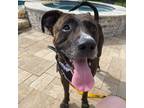 Adopt Anthony a Brindle American Pit Bull Terrier / Mixed Breed (Medium) / Mixed