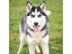 Adopt Koda a Black Husky / Mixed Breed (Medium) / Mixed (short coat) dog in