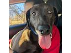 Adopt Mia Peppercorn a Black Labrador Retriever / Mixed Breed (Medium) dog in