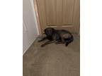 Adopt Luna a Brindle Mutt / Mixed dog in Clinton, TN (41383027)