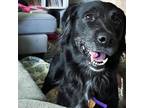Adopt Shadow a Black - with White Retriever (Unknown Type) / Border Collie dog