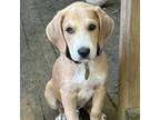 Adopt Hunter a Great Pyrenees dog in Louisville, KY (41407712)