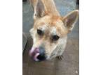 Adopt Suki a Shiba Inu dog in Framingham, MA (40308000)