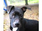 Adopt Bruno Flowers a American Pit Bull Terrier / Mixed dog in Mobile