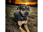 Adopt Star aka Darla a Black - with Tan, Yellow or Fawn Doberman Pinscher /