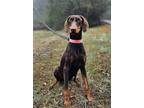 Adopt Violet a Doberman Pinscher / Mixed dog in Walton County, GA (40157787)