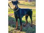 Adopt Jessie a Doberman Pinscher / Mixed dog in Walton County, GA (40355650)