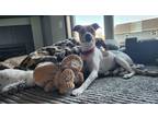 Adopt Queso a White - with Brown or Chocolate Jack Russell Terrier / Mixed Breed