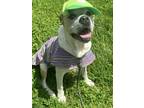 Adopt Edison a Tan/Yellow/Fawn - with White Boxer / Mixed dog in Andersonville