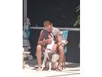 Adopt Baby Girl a Black - with White Catahoula Leopard Dog / Bull Terrier /