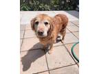 Adopt Honey a Tan/Yellow/Fawn Golden Retriever / Mixed dog in San Francisco