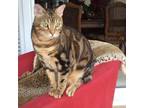 Adopt Remington ("Remy") a Bengal / Mixed (short coat) cat in Cleveland