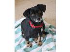 Adopt Yan a Black - with Tan, Yellow or Fawn Dachshund / Mixed dog in Harrison