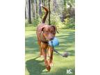 Adopt Duke a Brown/Chocolate - with Tan Vizsla / Hound (Unknown Type) / Mixed
