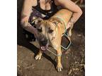 Adopt Juno a Brown/Chocolate American Pit Bull Terrier / Husky / Mixed dog in
