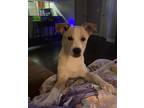 Adopt Ted a Tan/Yellow/Fawn - with White Beagle / Mixed dog in Birmingham